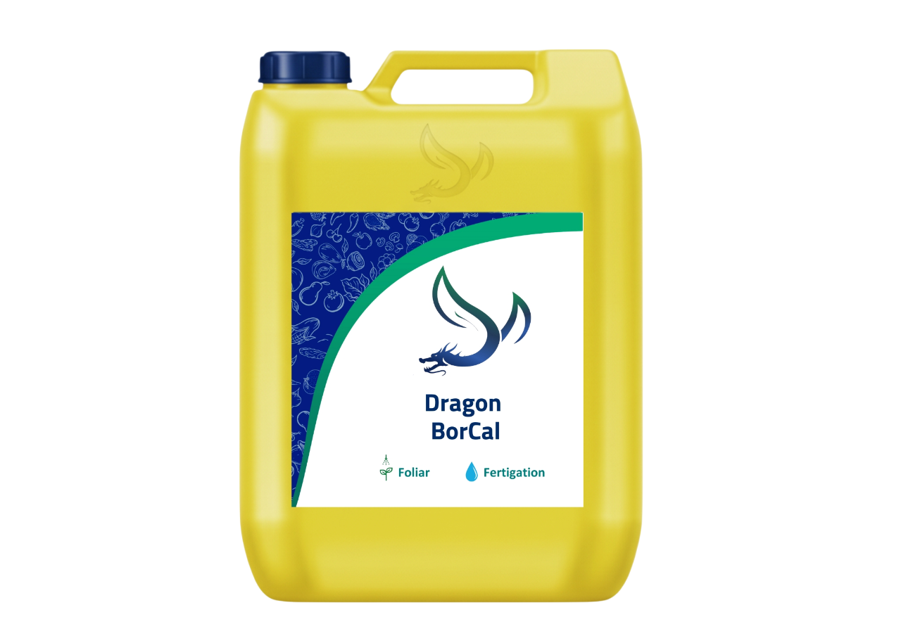 Imagen de DRAGON BORCAL